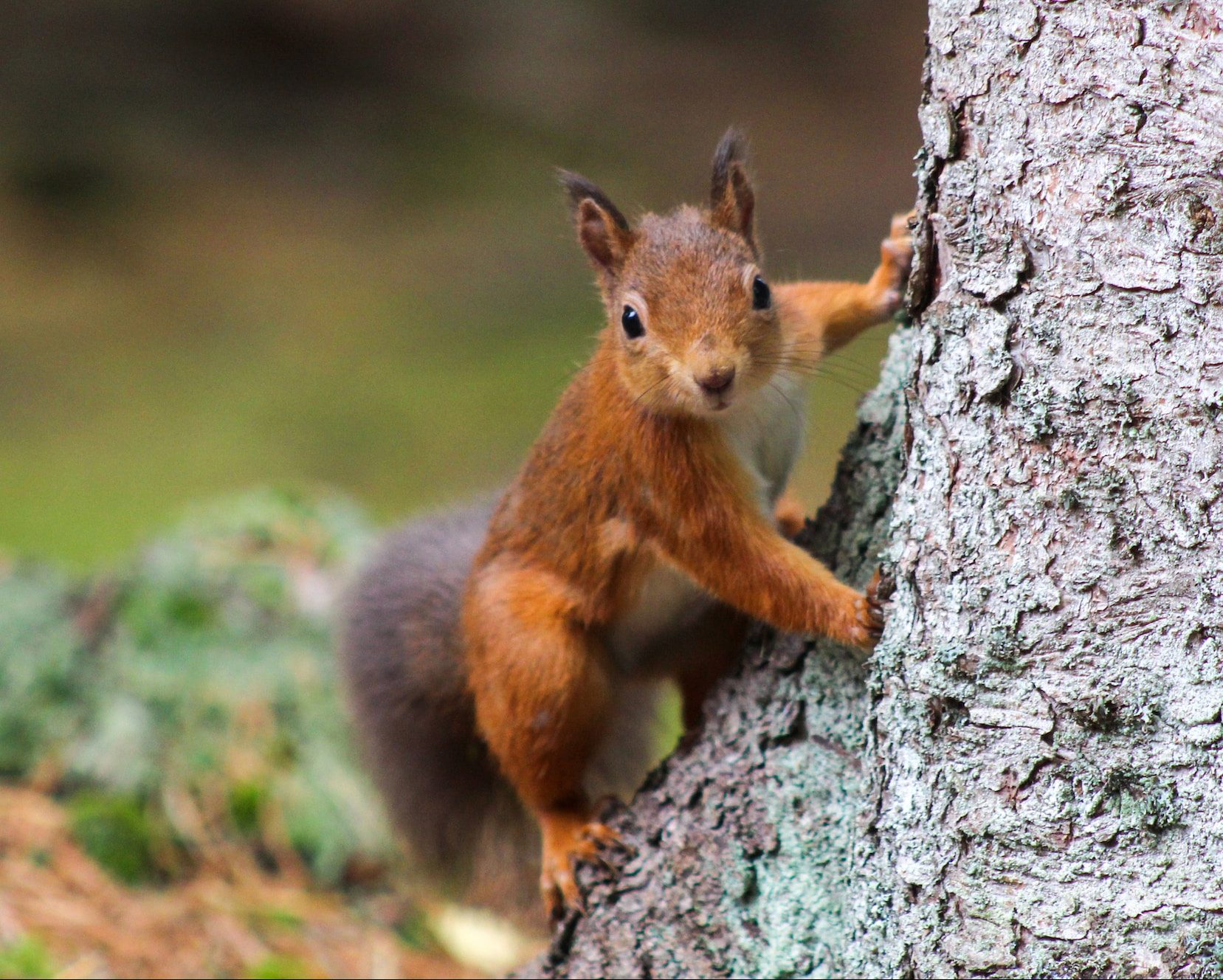 Five Places To See Red Squirrels In The Lake District